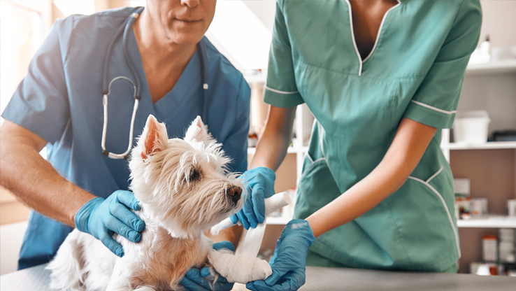 Elkin NC Web Design by Cube Creative Design | Cube Creative image Veterinarians Digital Marketing